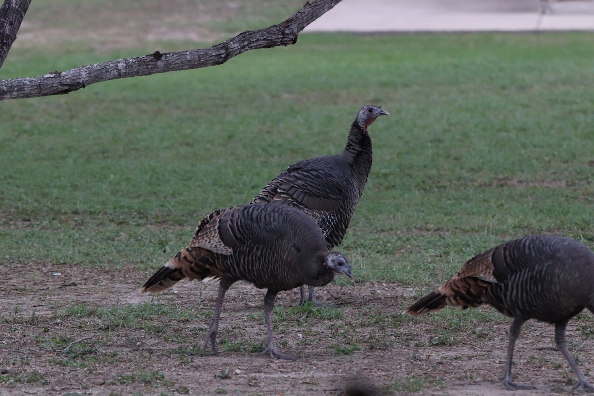 シチメンチョウ - ML647106893