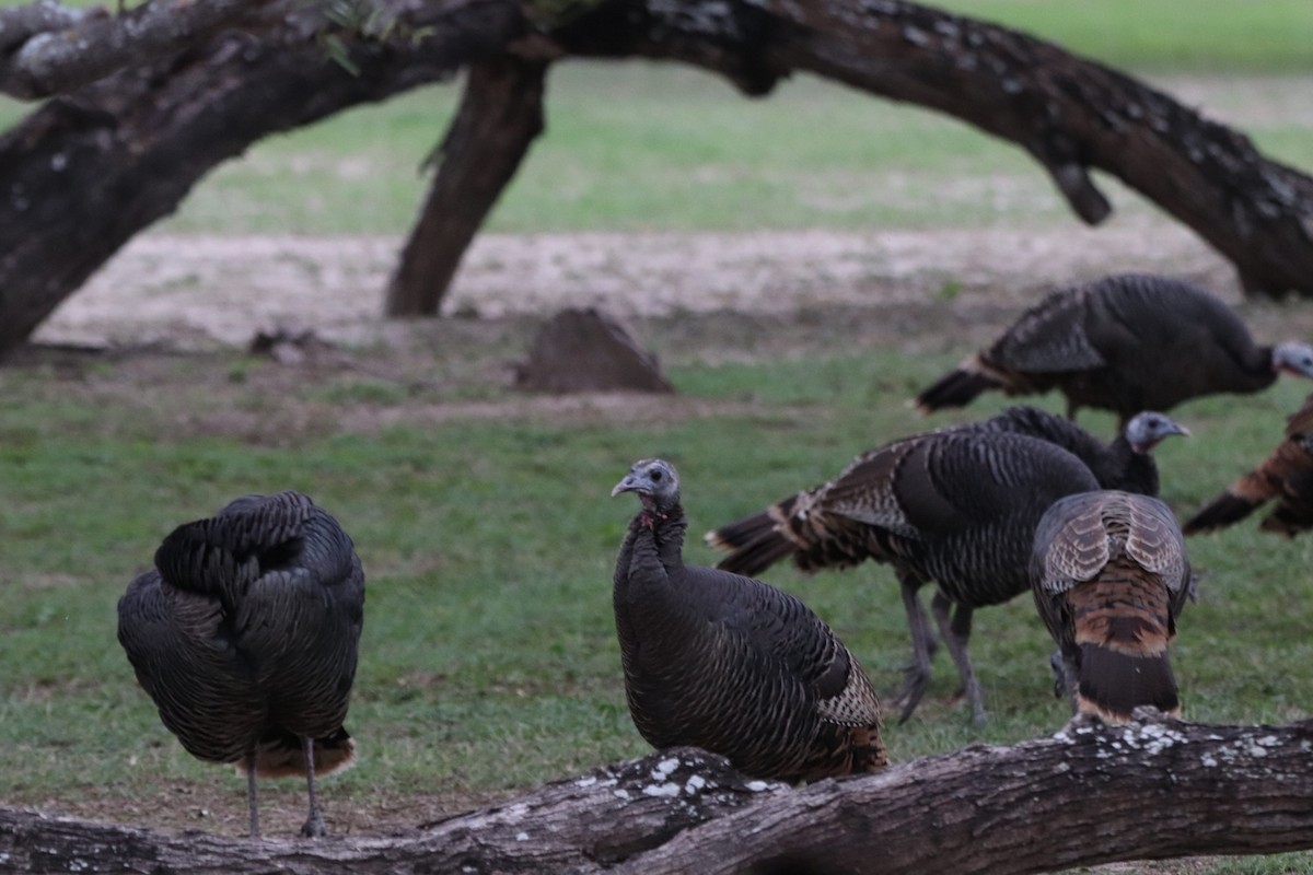 シチメンチョウ - ML647106894