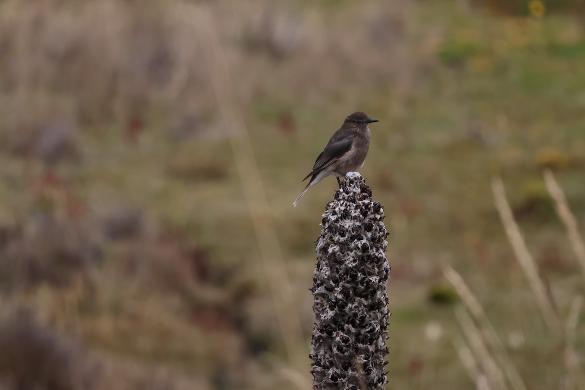 Black-billed Shrike-Tyrant - ML647106897