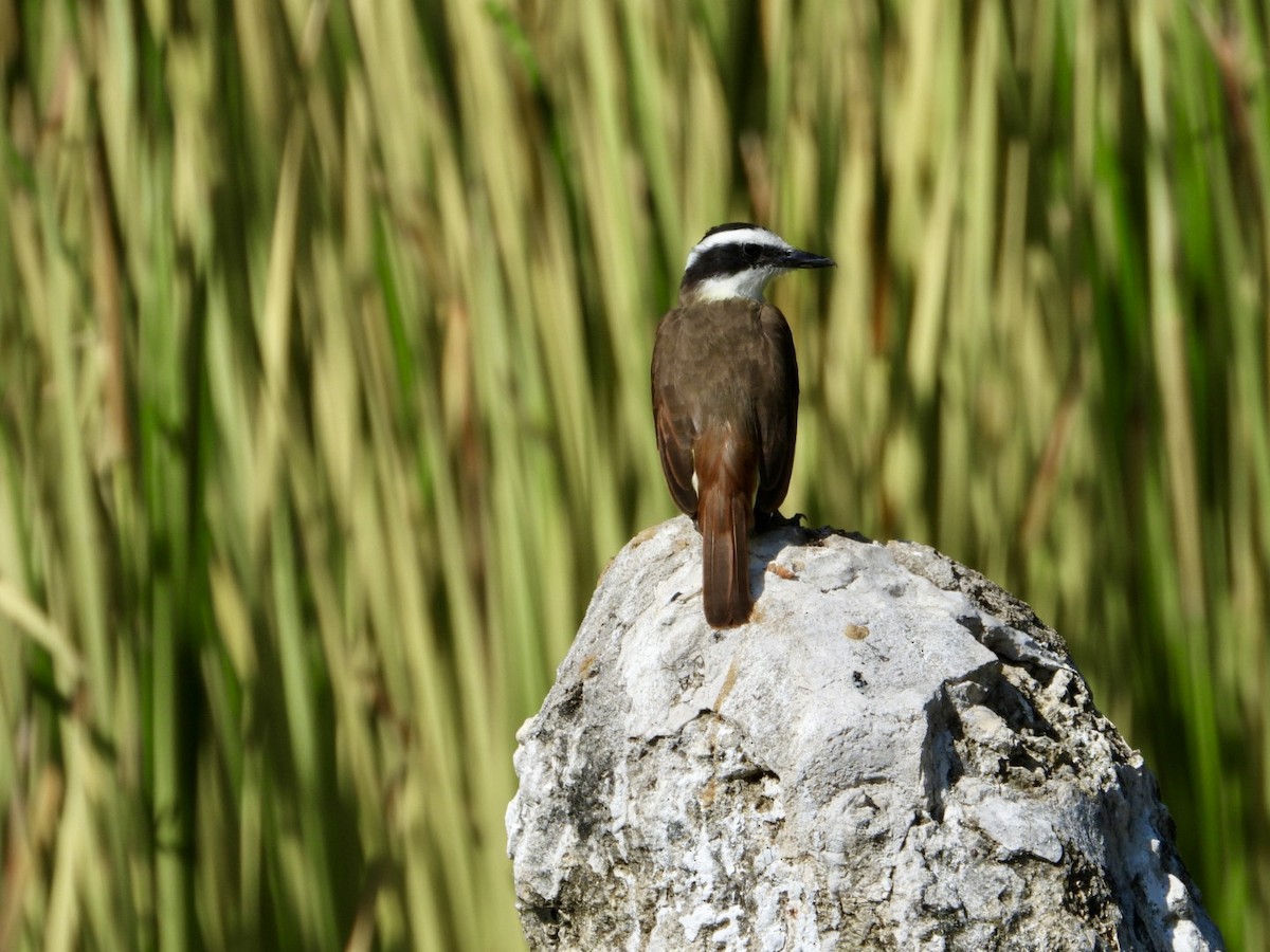 Social Flycatcher - ML647106903