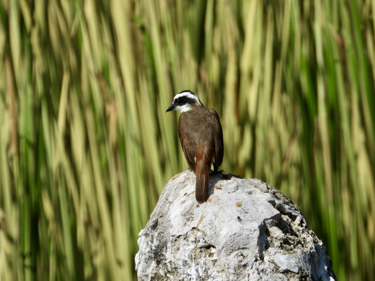 Social Flycatcher - ML647106904