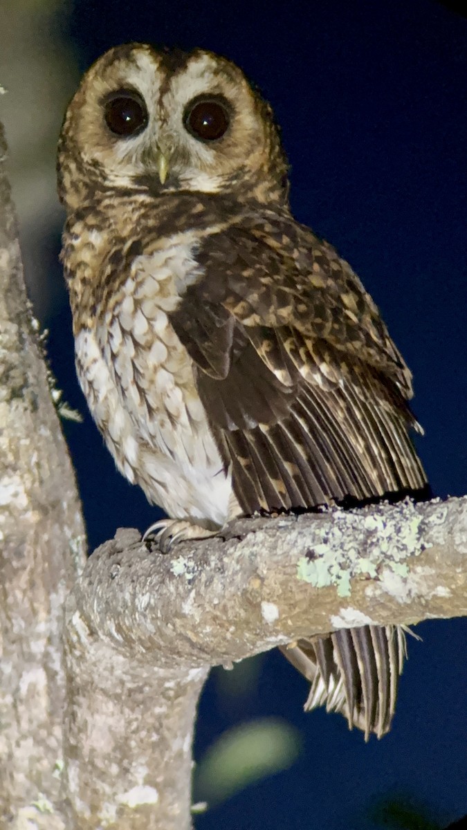 Rufous-banded Owl - ML647106905