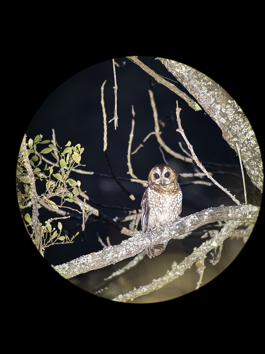 Rufous-banded Owl - ML647106906