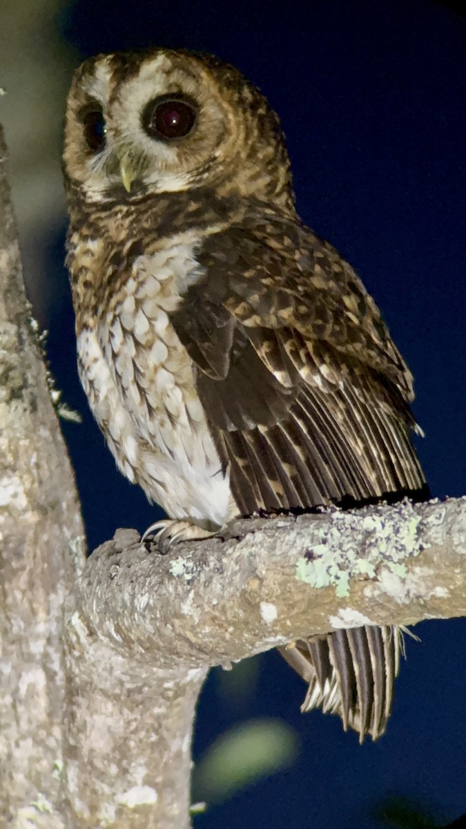 Rufous-banded Owl - ML647106907