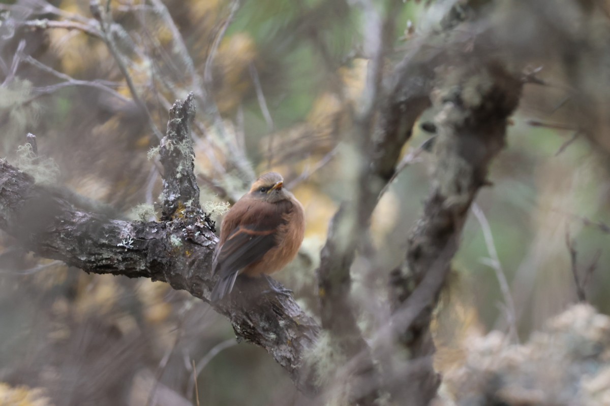 Brown-backed Chat-Tyrant - ML647106909