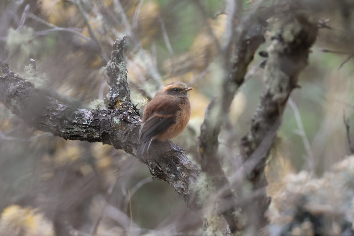 Brown-backed Chat-Tyrant - ML647106910