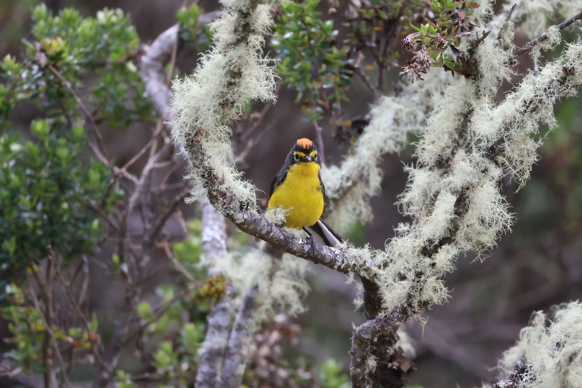 Spectacled Redstart - ML647106919