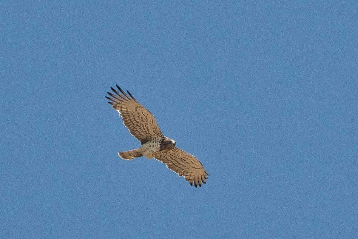 Short-toed Snake-Eagle - ML647106920