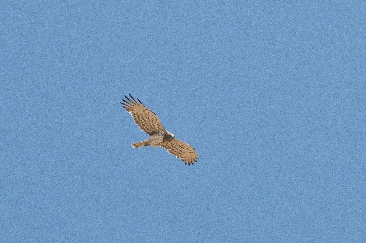 Short-toed Snake-Eagle - ML647106921