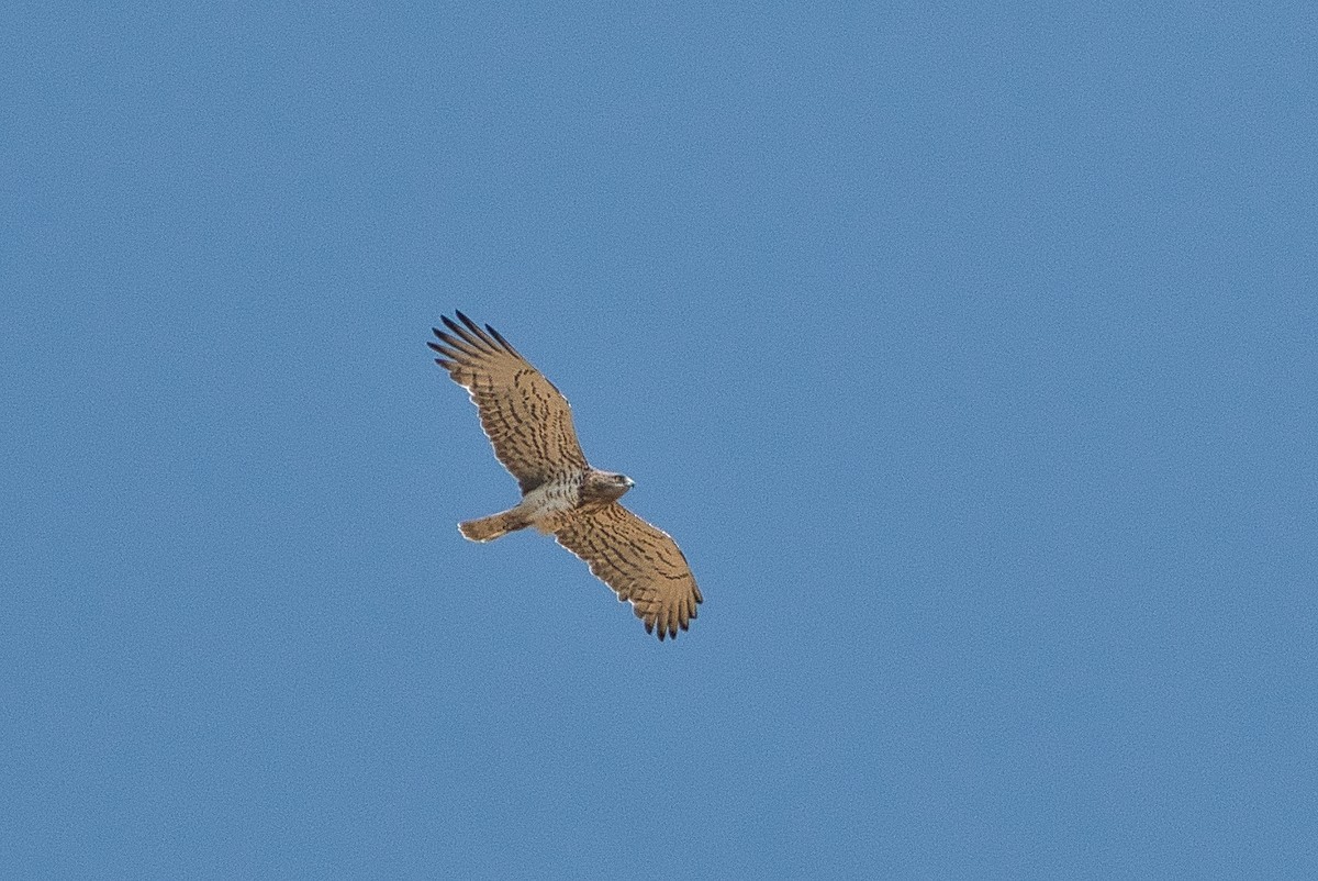 Short-toed Snake-Eagle - ML647106922