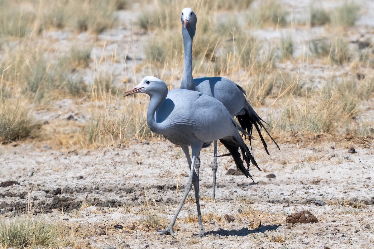 Blue Crane - ML647106925