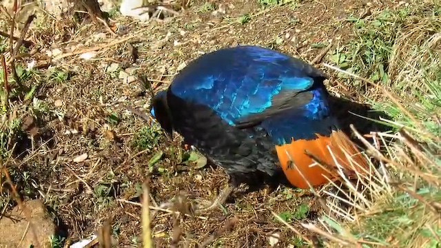 Himalayan Monal - ML647106928