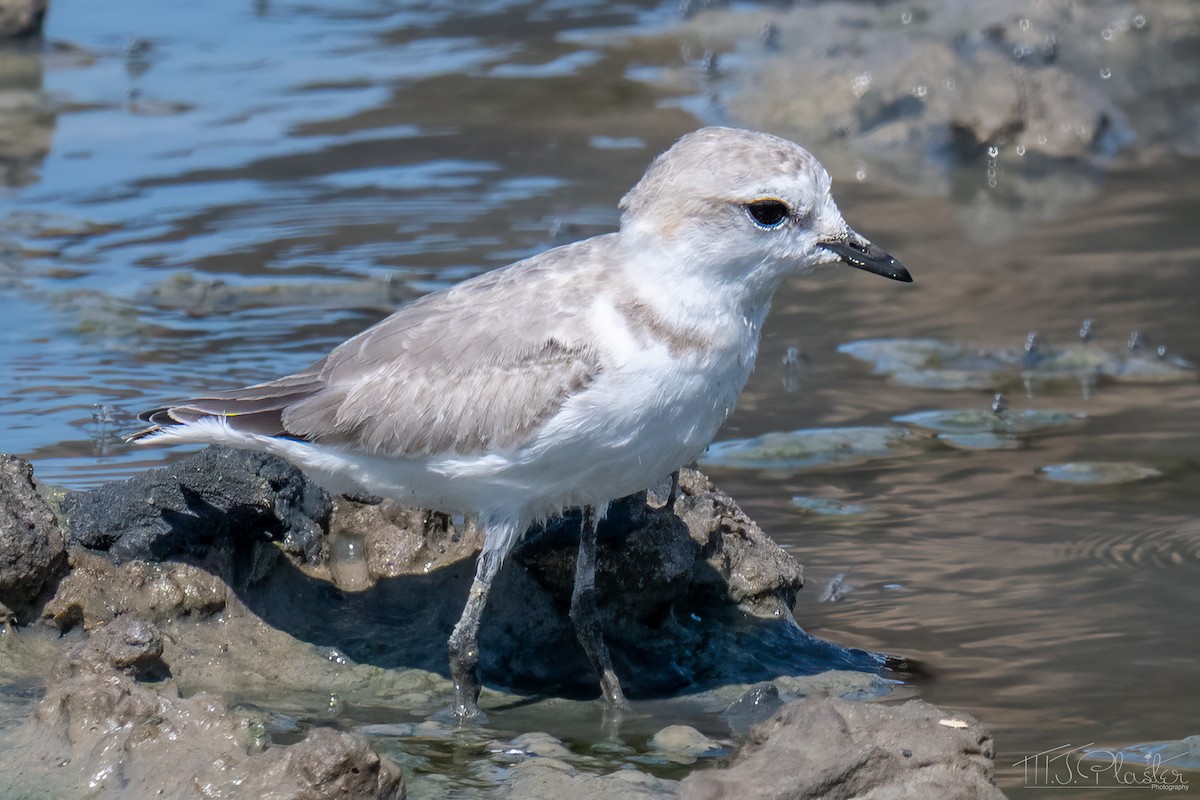 Chestnut-banded Plover - ML647106930
