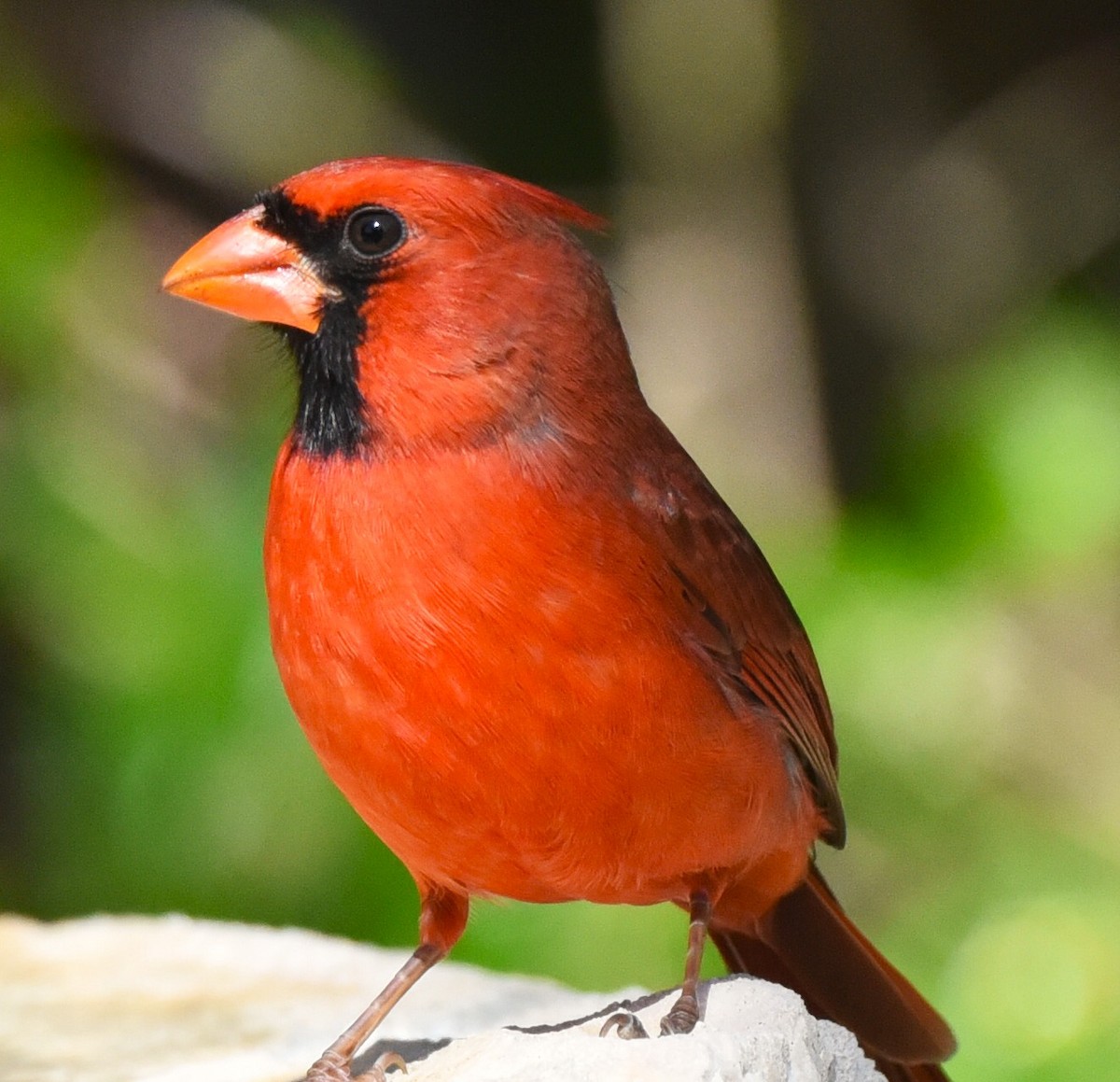 Cardinal rouge - ML647106931