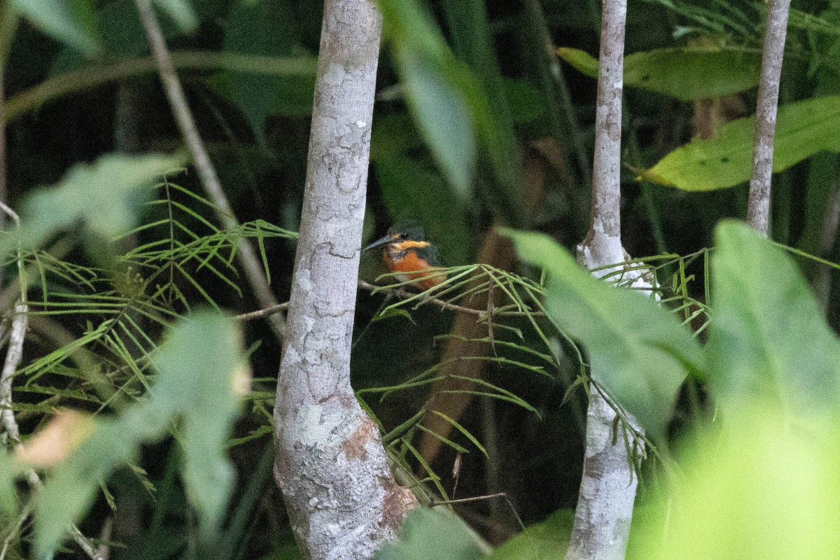 bronseisfugl - ML647106934