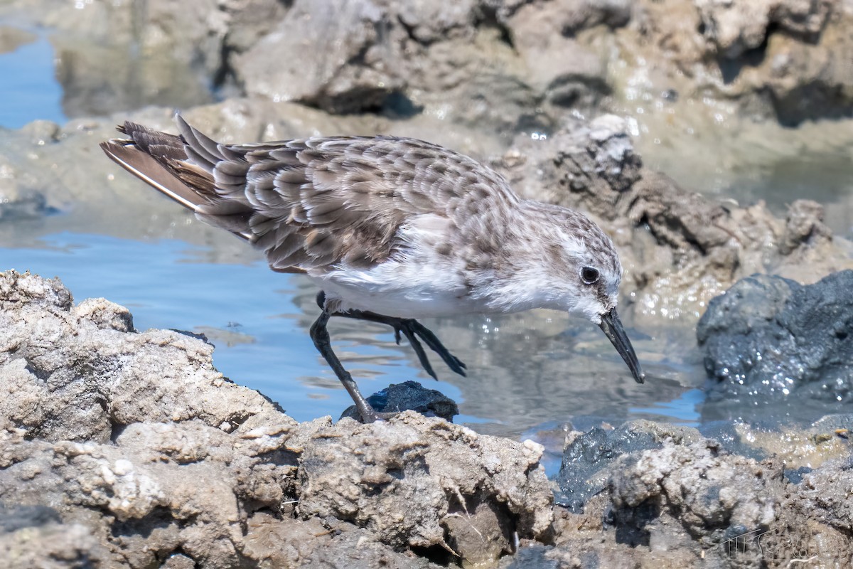 Little Stint - ML647106935