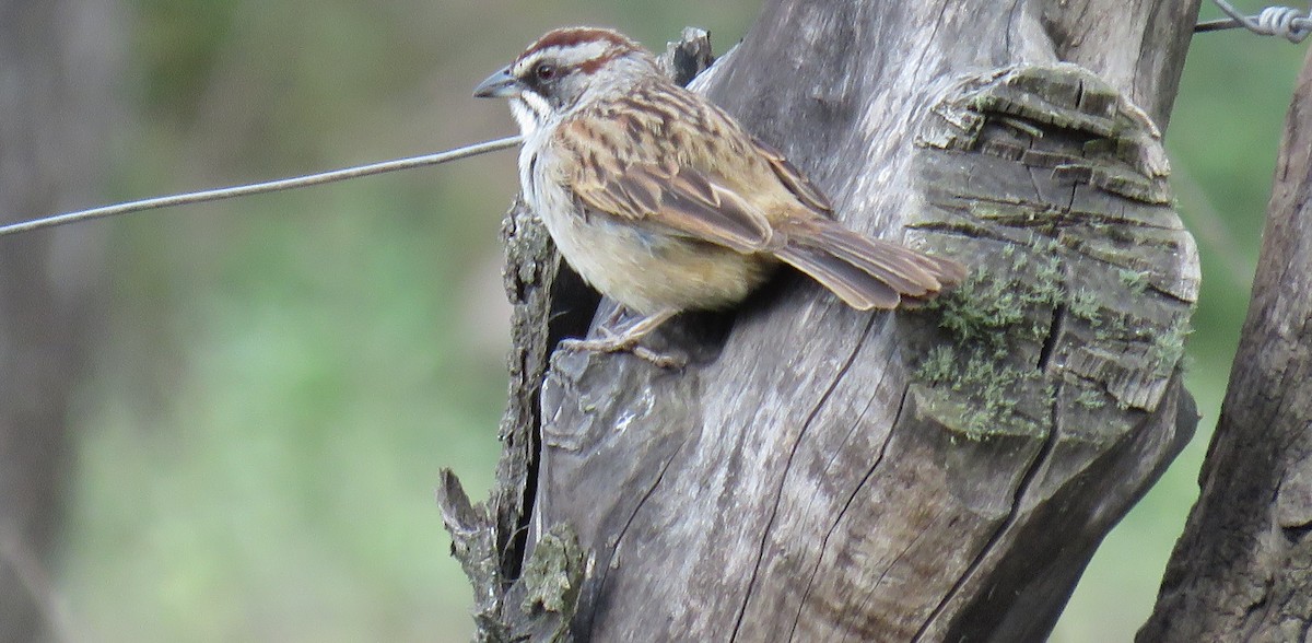 Yungas Sparrow - ML647106936