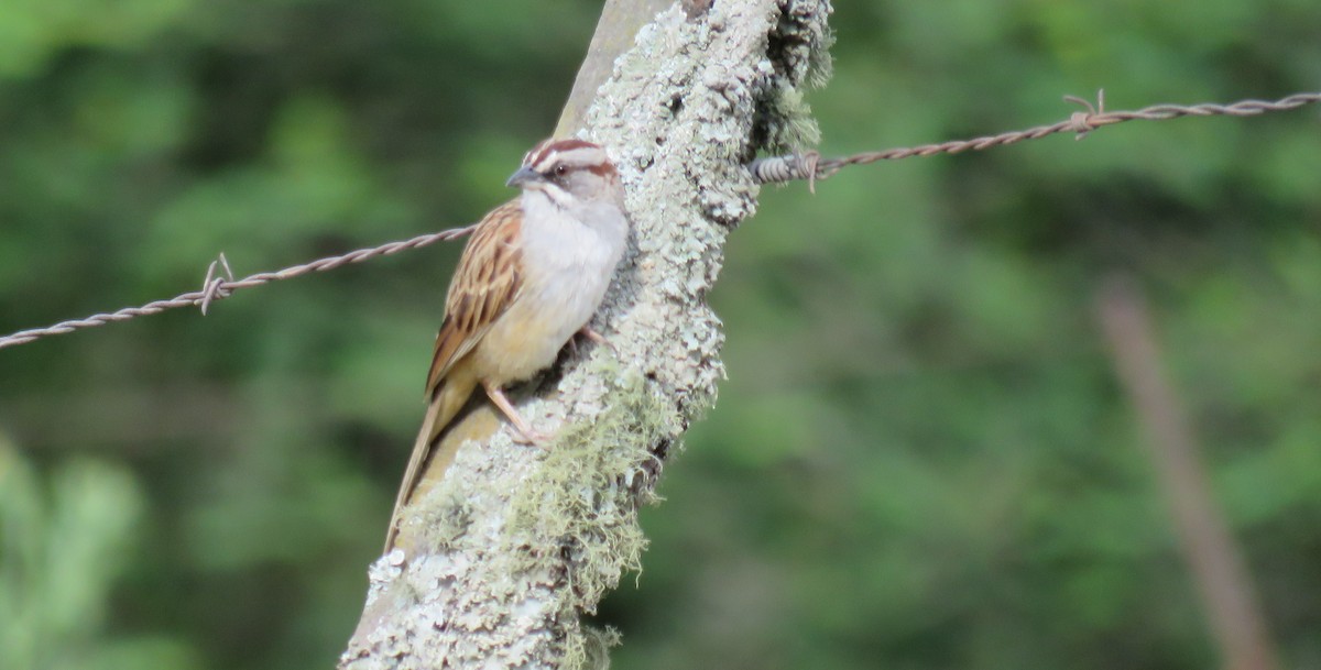 Yungas Sparrow - ML647106937