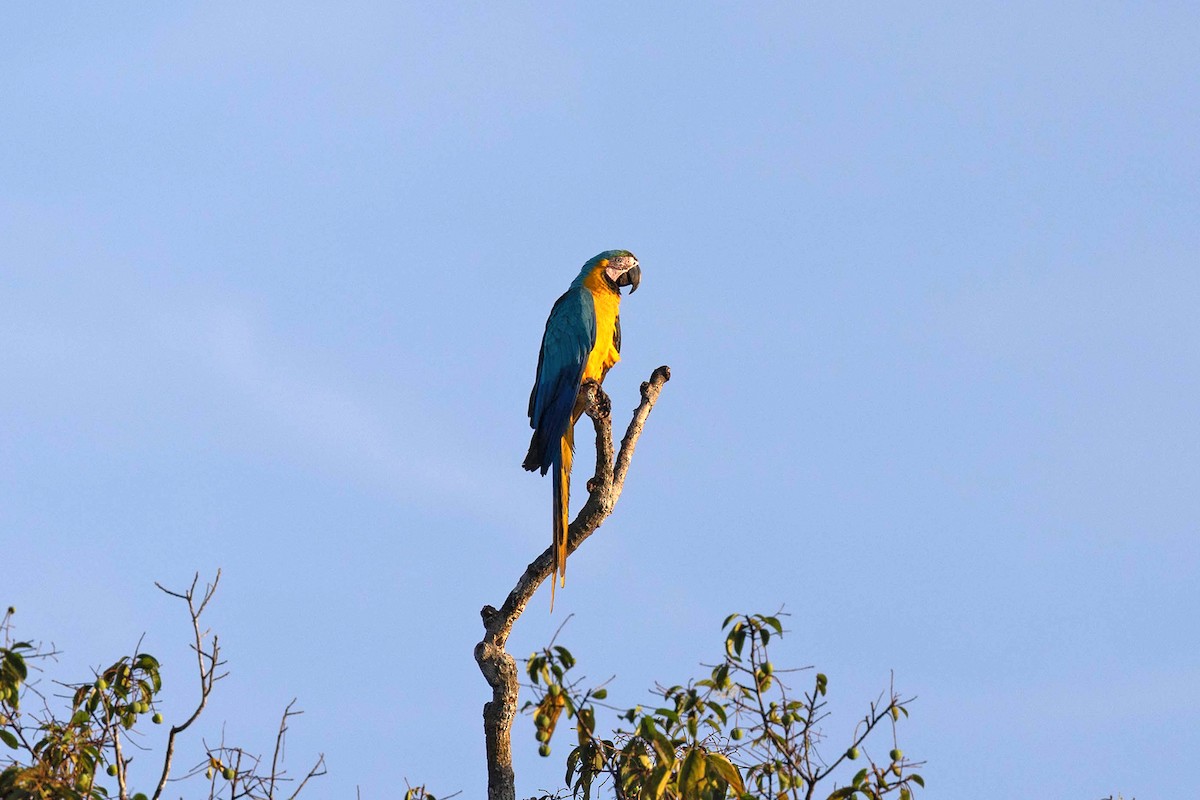 Blue-and-yellow Macaw - ML647106939