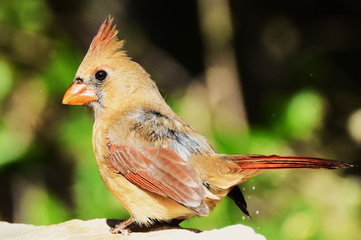 Cardinal rouge - ML647106950