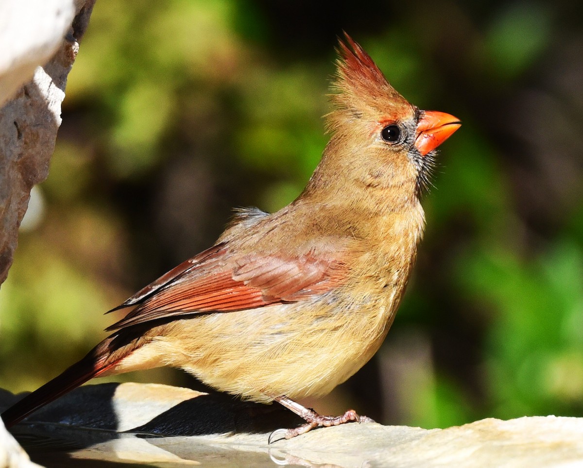 Cardinal rouge - ML647106960