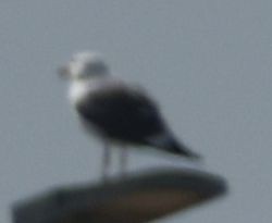 Lesser Black-backed Gull - ML647106964