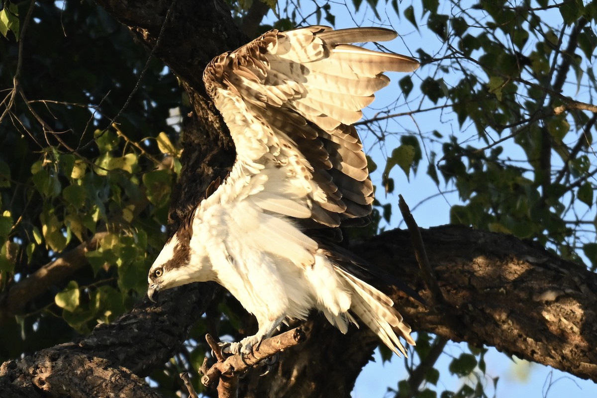 Falco pescatore - ML647106965