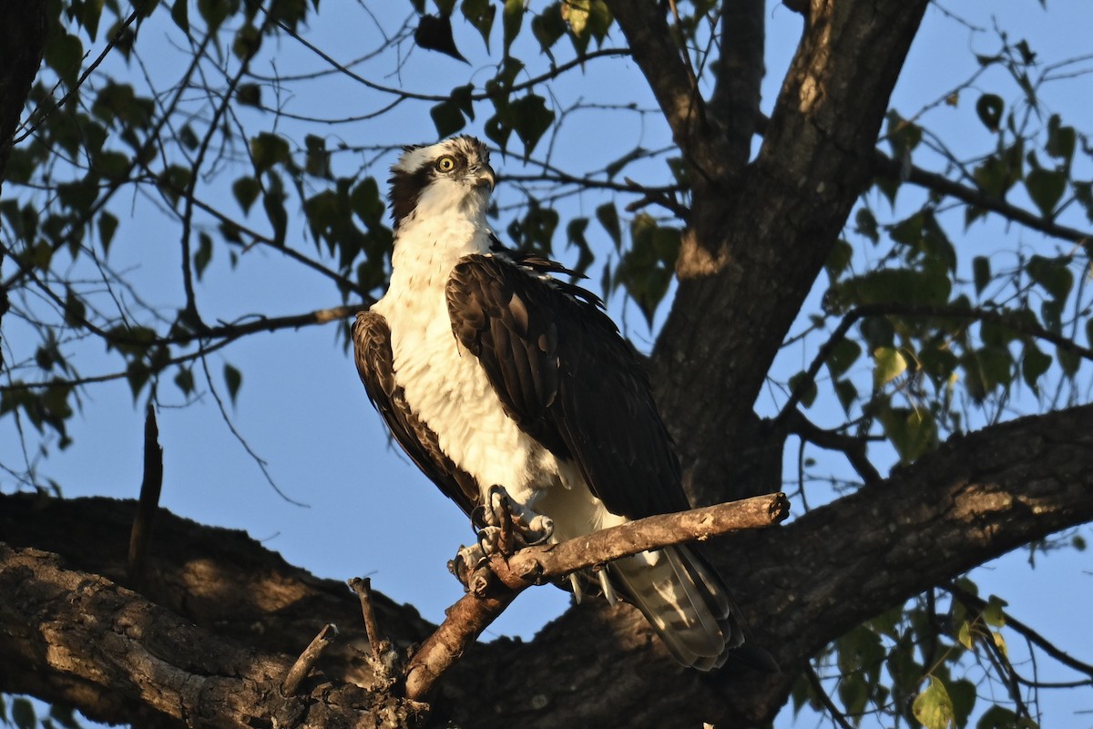 Falco pescatore - ML647106966