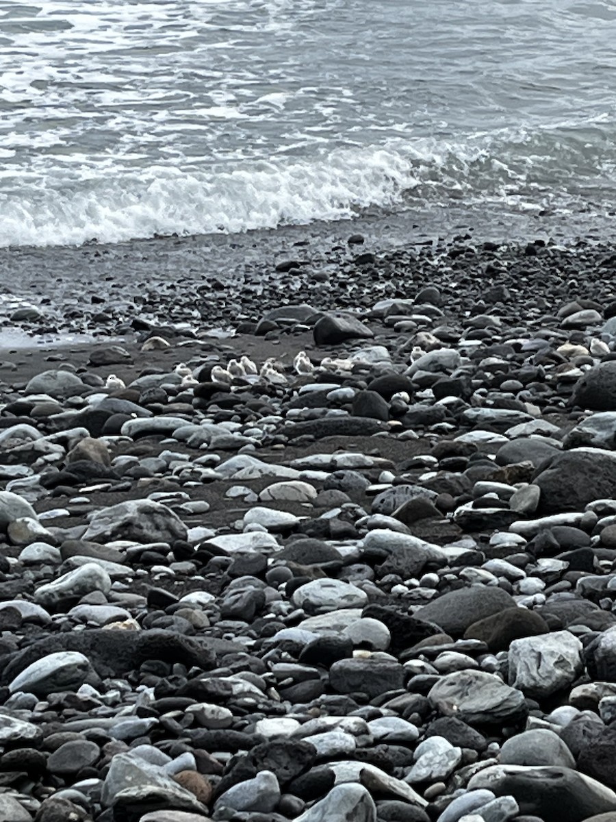 Ak Kumkuşu - ML647106967