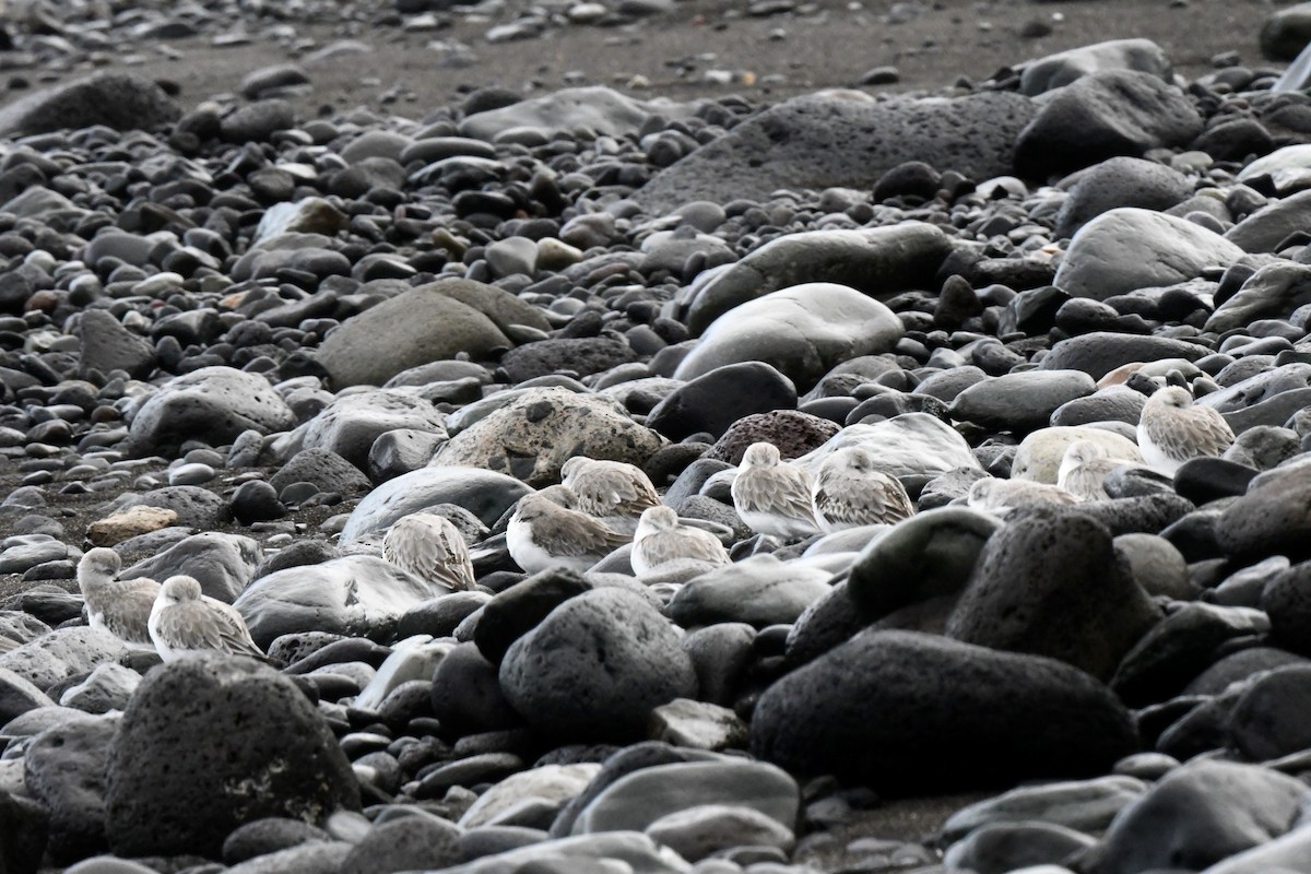 Ak Kumkuşu - ML647106969