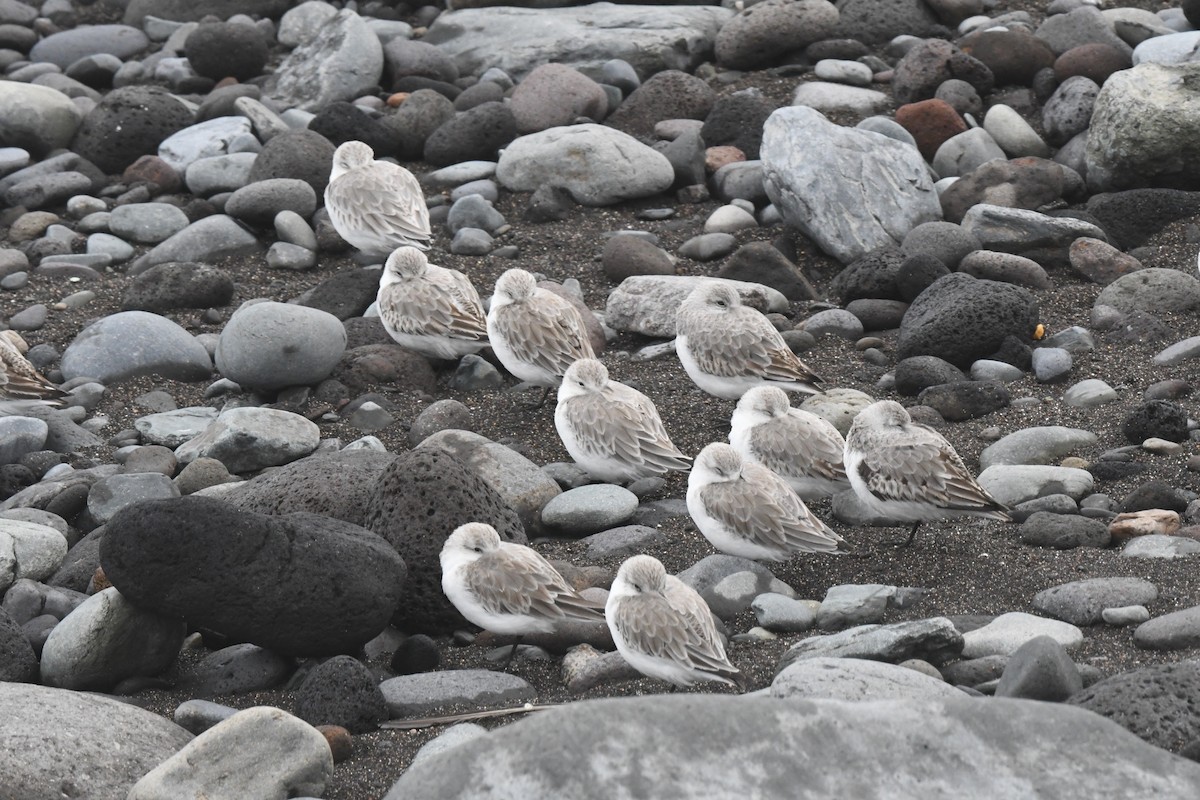 Ak Kumkuşu - ML647106970