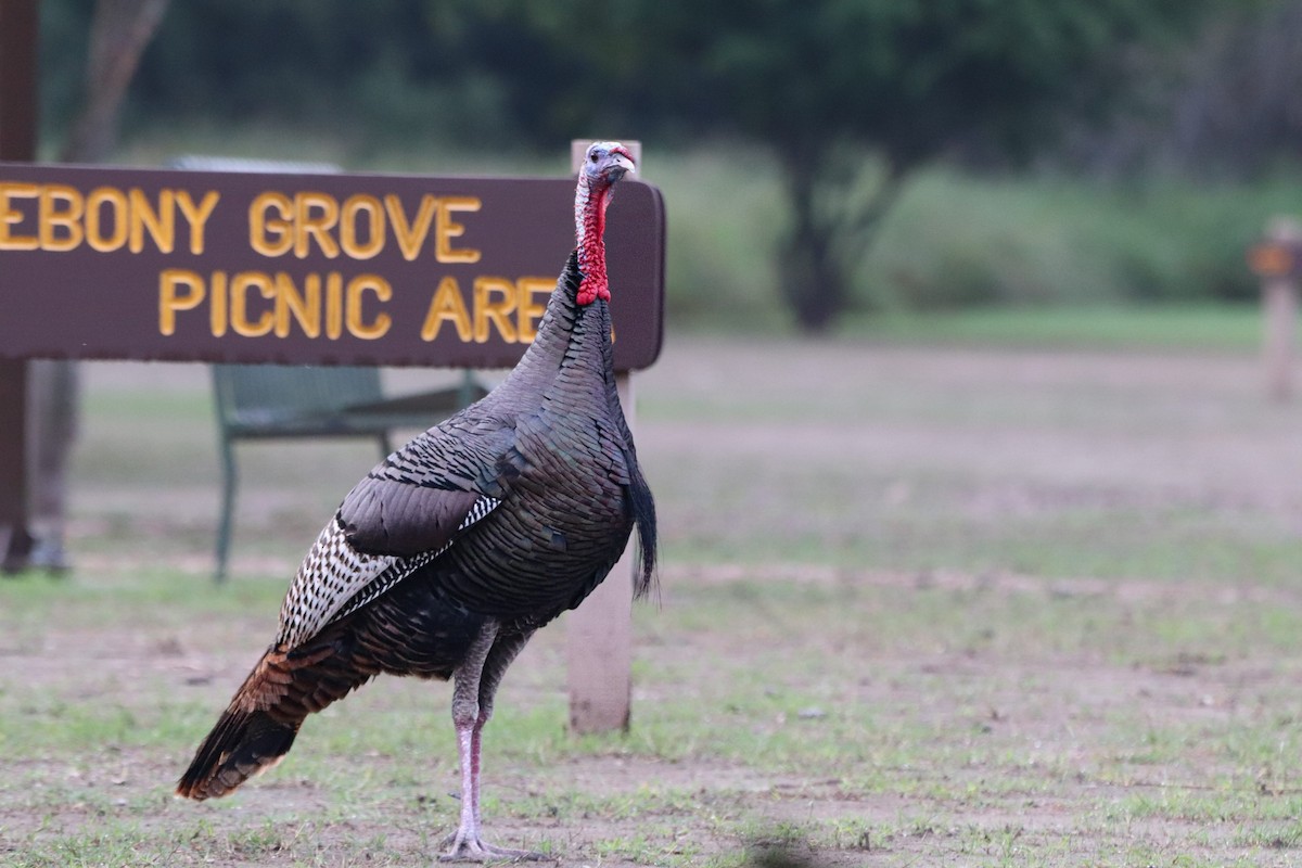 シチメンチョウ - ML647106971