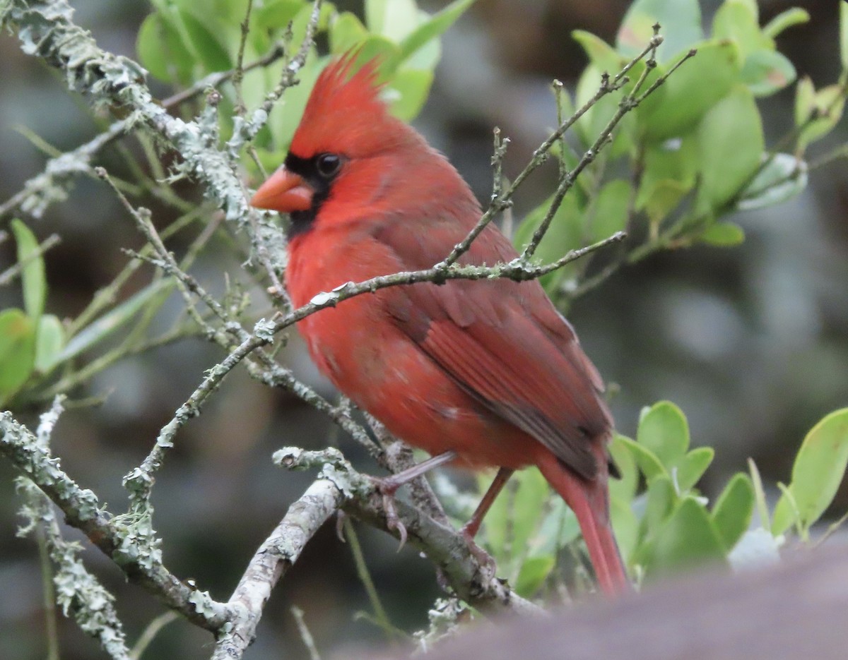 Cardinal rouge - ML647106972
