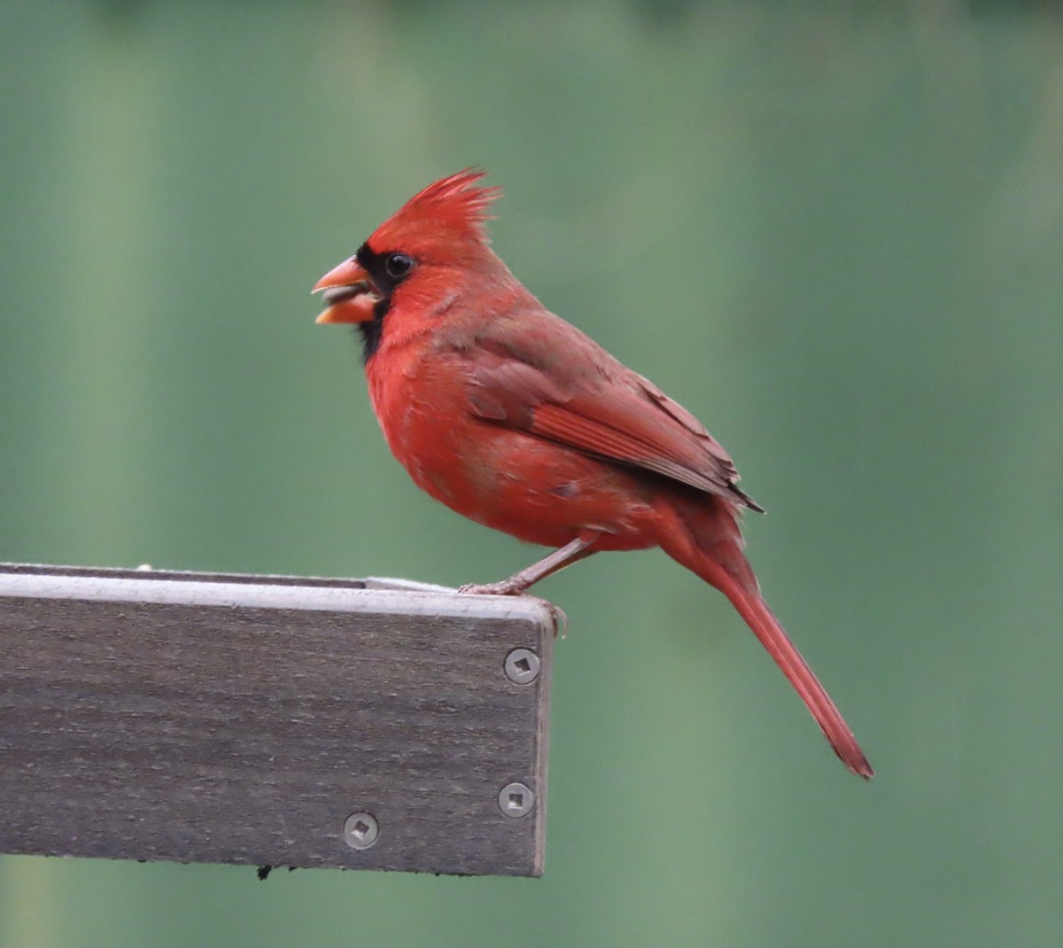 Cardinal rouge - ML647106973