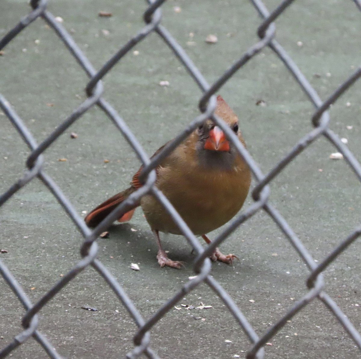 Cardinal rouge - ML647106975