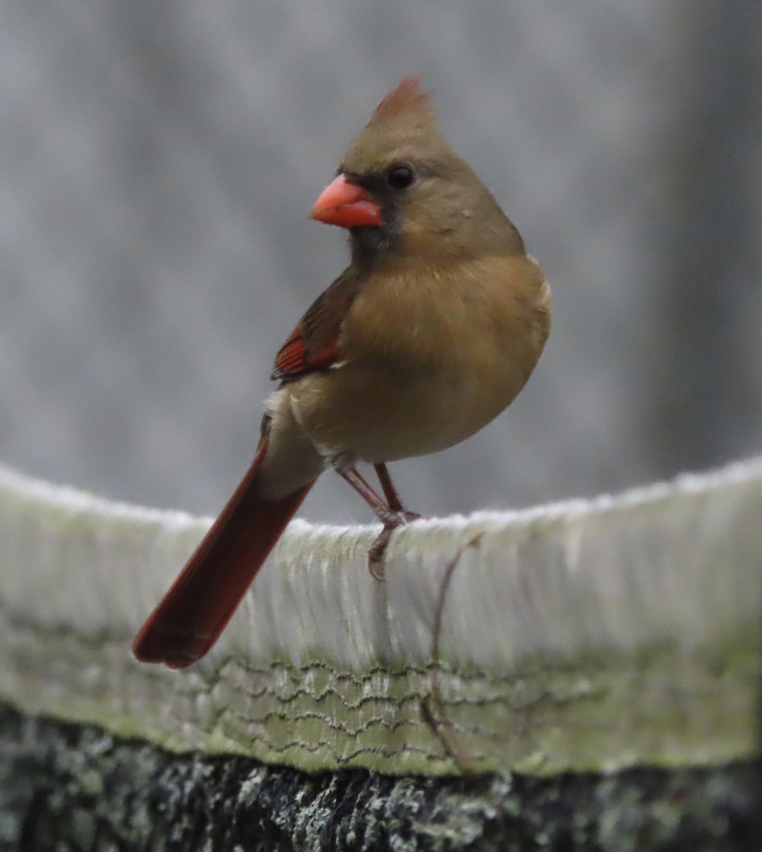 Cardinal rouge - ML647106976