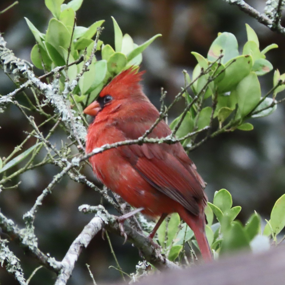 Cardinal rouge - ML647106977