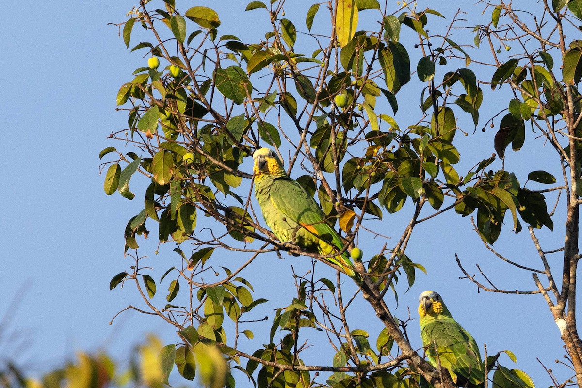 Orange-winged Amazon - ML647106988