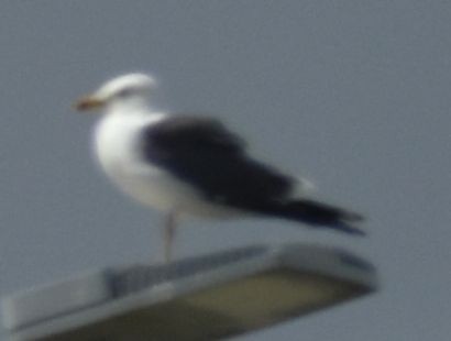 Lesser Black-backed Gull - ML647106991