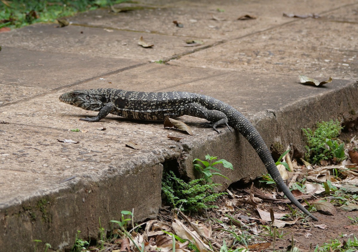 Animals - ML647106993