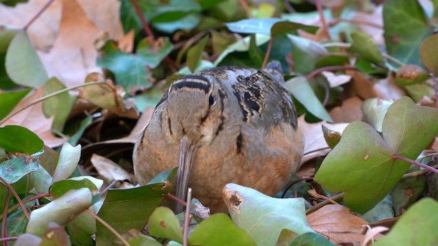 American Woodcock - ML647107001