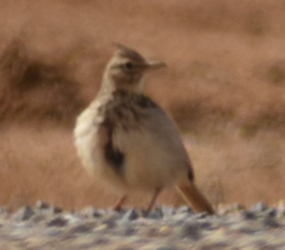 Crested Lark - ML647107003