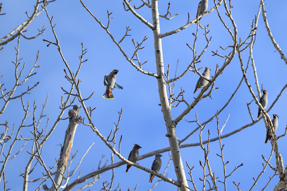 Bohemian Waxwing - ML647107004