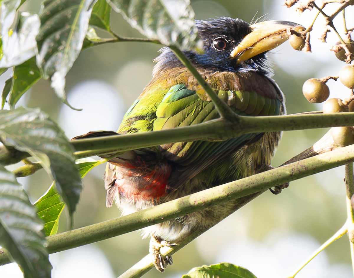 Great Barbet - ML647107005