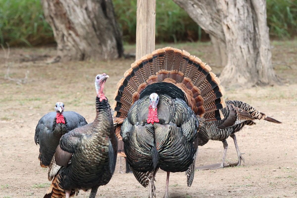 シチメンチョウ - ML647107006