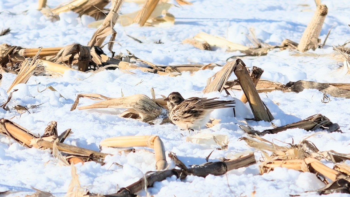 Подорожник лапландський - ML647107007