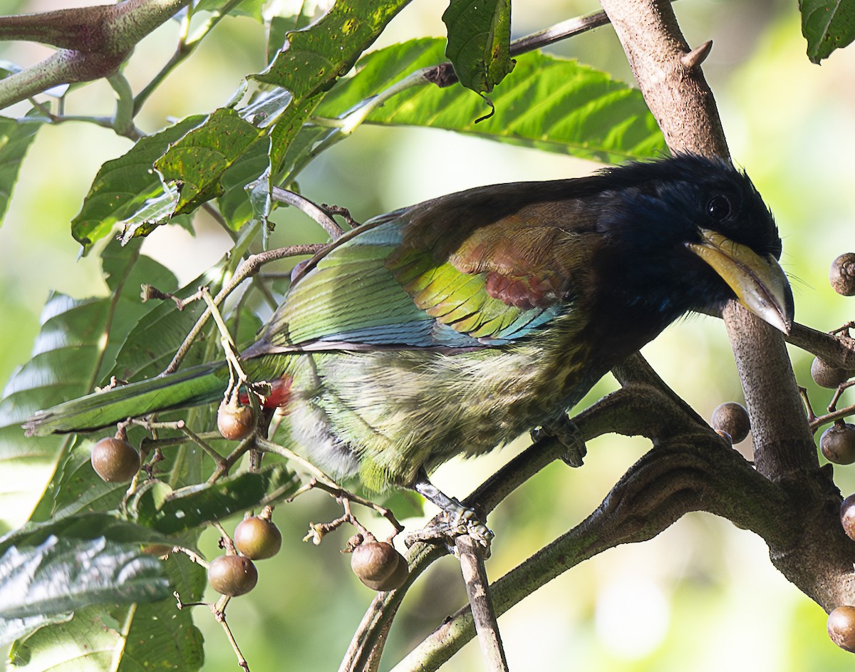 Great Barbet - ML647107008