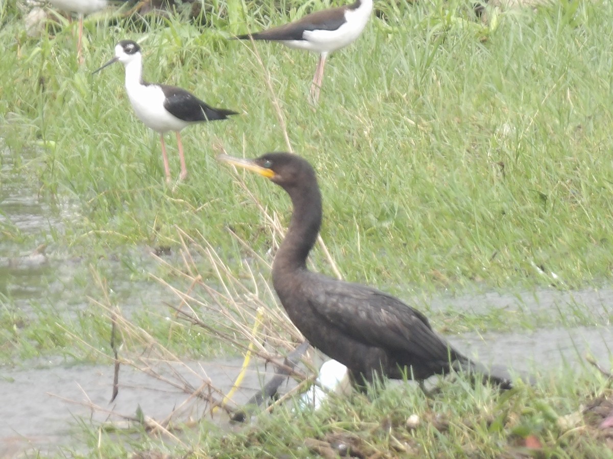 Баклан бразильський - ML647107011