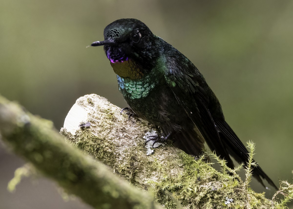 Tourmaline Sunangel - ML647107012