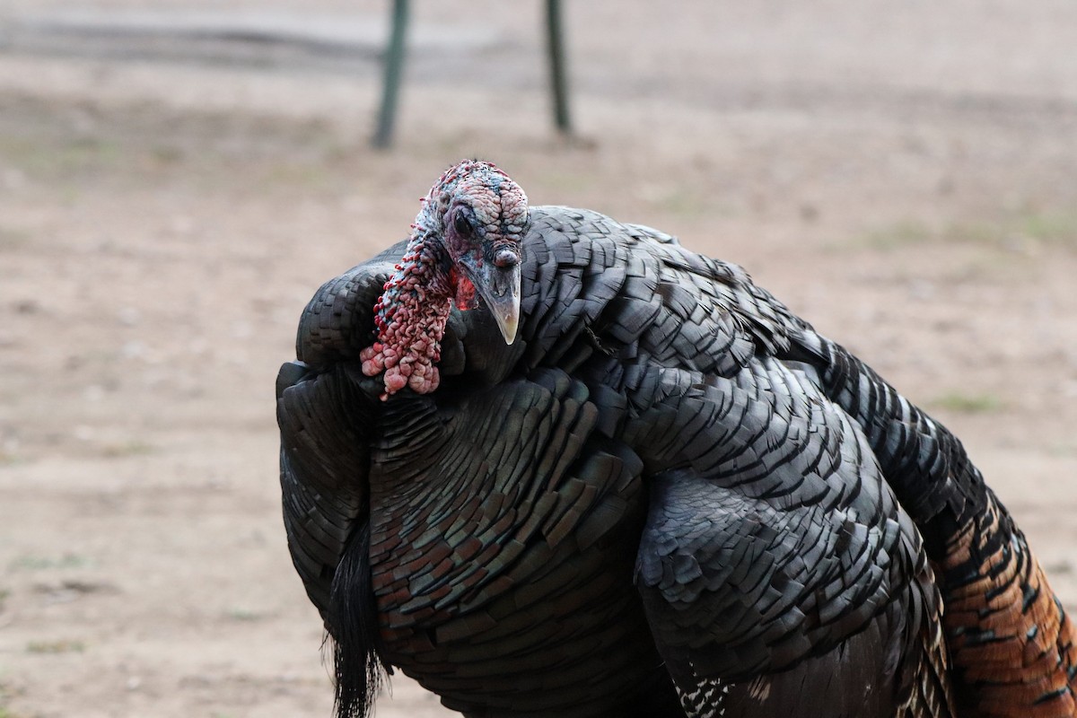 シチメンチョウ - ML647107015